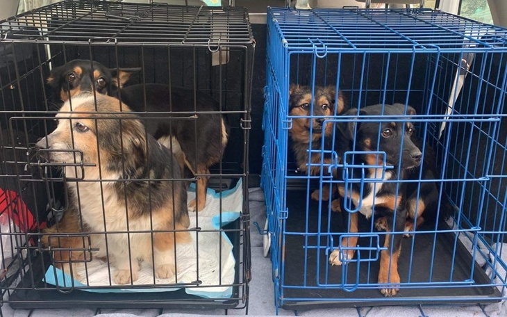 Zbiórka Dziesięć psów spod Włodawy PILNE - zdjęcie główne