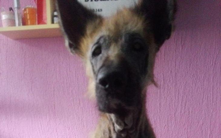 Zbiórka Shadow - zdjęcie główne