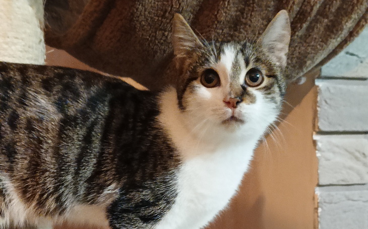 Zbiórka Drapak dla misyjnych kotków - zdjęcie główne