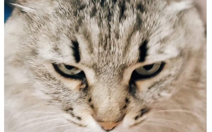 Zbiórka Wsparcie dla zwierząt. - zdjęcie główne