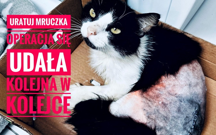 Zbiórka Uratujesz Mruczka razem z nami - zdjęcie główne
