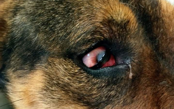 Zbiórka Wyleczyć wzrok - zdjęcie główne