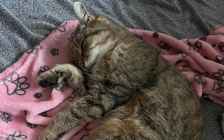 Śpiący kot na różowym kocyku, w wygodnej pozycji.