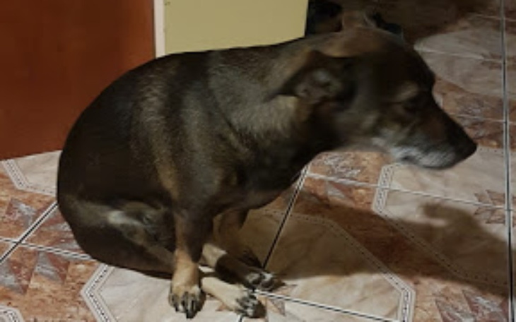 Zbiórka Biedna Fuki potrzebuje pomocy - zdjęcie główne