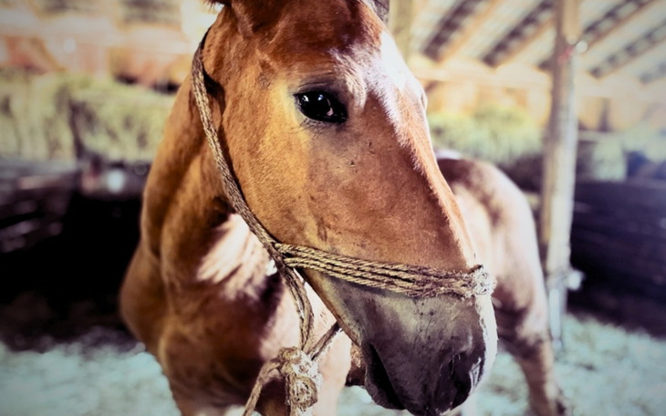 Koń w stajni, z wyrazistym spojrzeniem i uwiązanym na sznurku.