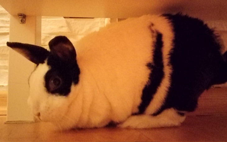 Zbiórka Zabieg na Króliczku - zdjęcie główne