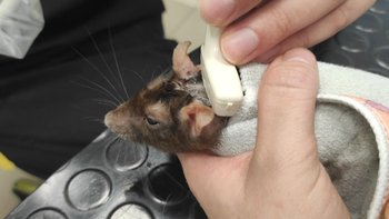 Zbiórka Guzowate szczurze nieszczęście - miniaturka zdjęcia