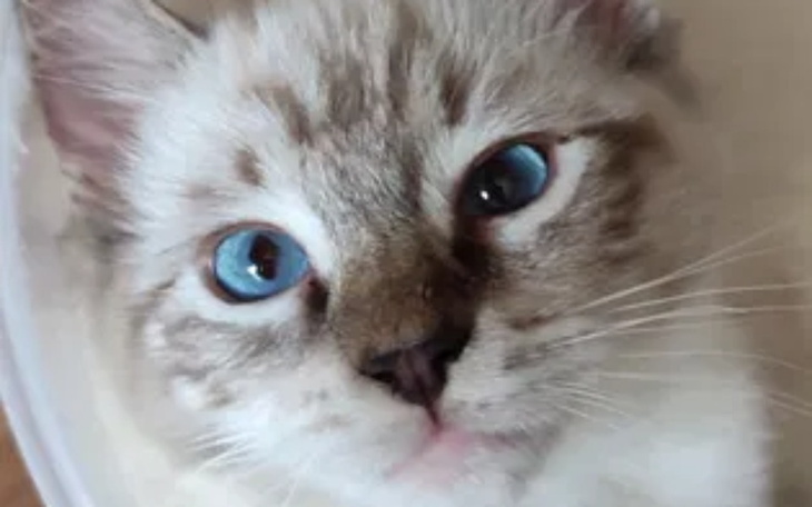 Zbiórka Kotek Ragdoll Chłopczyk - zdjęcie główne