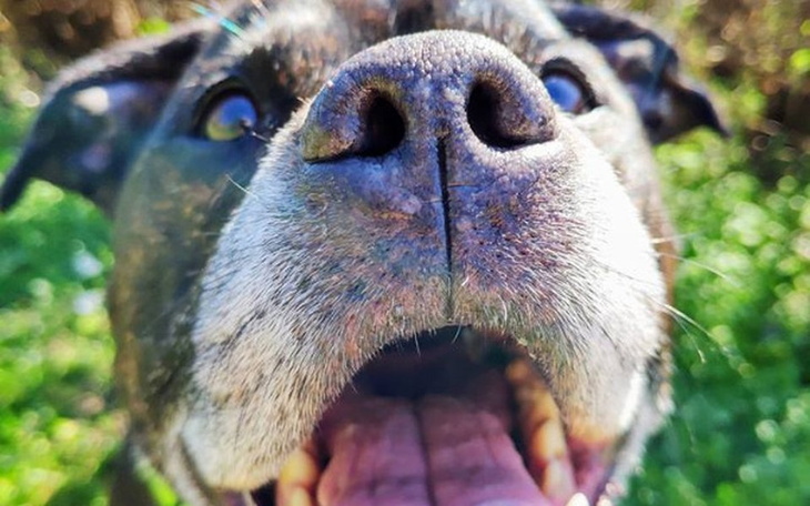 Zbiórka Nowy uśmiech  Staffika Tofika - zdjęcie główne