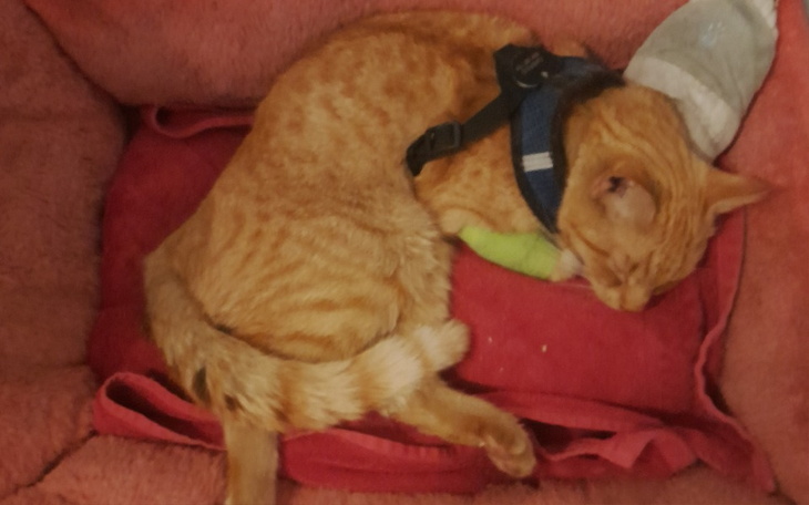 Zbiórka Operacja kota po potrąceniu - zdjęcie główne