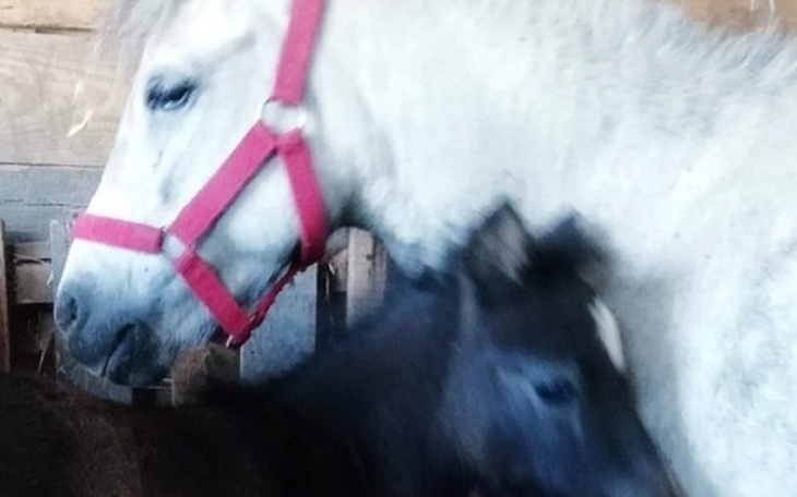 Zbiórka Holka z dzieckiem. Uratuj! - zdjęcie główne