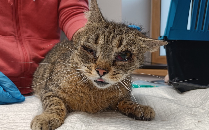 Kot z opuchniętym okiem w klinice weterynaryjnej.