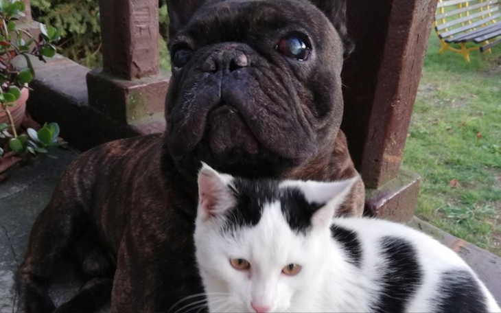 Zbiórka Na ciepełko dla Lola i Tampona.. - zdjęcie główne