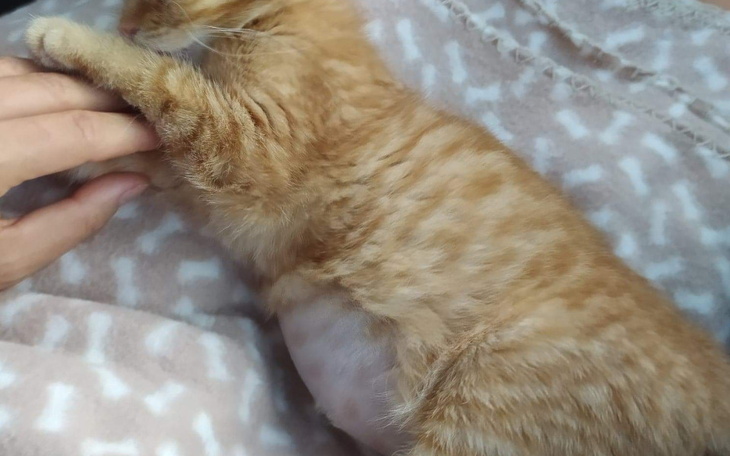 Zbiórka Mała kotka zapalenie otrzewnej - zdjęcie główne