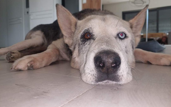 Zbiórka Leczenie Dante - zdjęcie główne