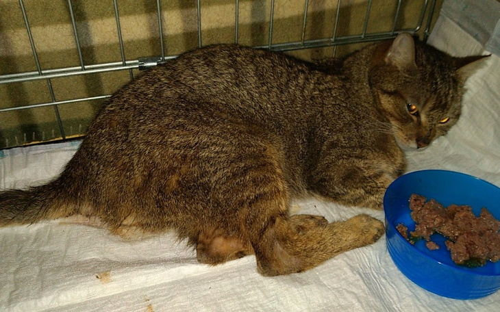 Zbiórka Ratujemy kotkę z gnijącym ogonem - zdjęcie główne