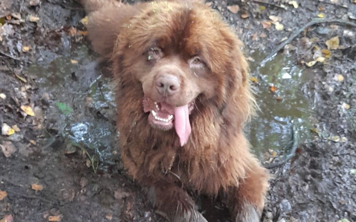 Zbiórka Ratujemy wzrok szefa Simby - zdjęcie główne