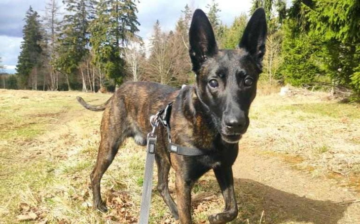 Zbiórka Hotel behawioralny dla Rufusa - zdjęcie główne