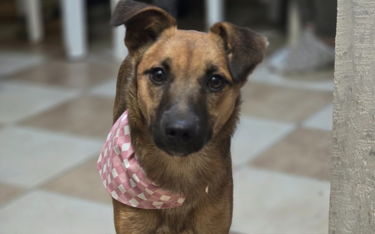 Pies z różowym szalikiem, patrzący w obiektyw.