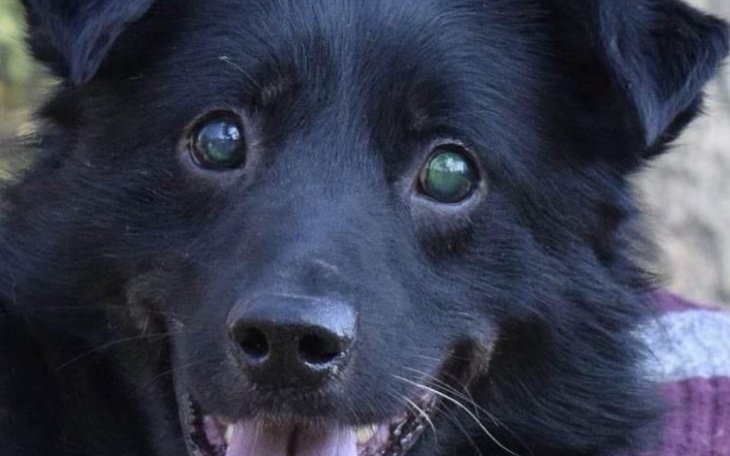 Zbiórka Hotelik MIKIEGO I GOLDIEGO - zdjęcie główne