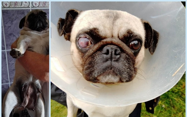 Zbiórka Na ratowanie życia Mopci Klusi - zdjęcie główne