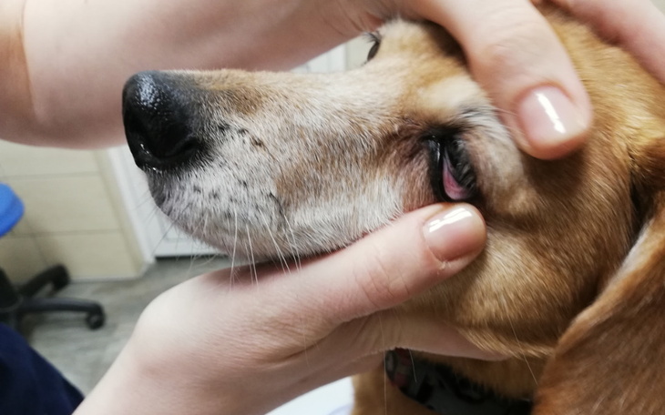 Zbiórka Wizyty kontrolne Eli - zdjęcie główne