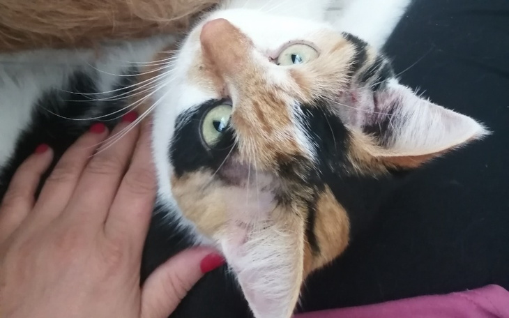 Zbiórka Wszystko Dla Kotów - zdjęcie główne