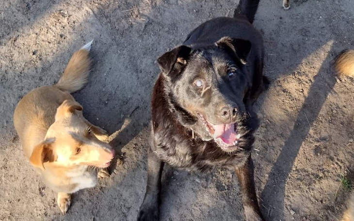 Zbiórka 25 uratowanych psów - zdjęcie główne