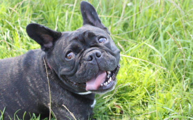 Zbiórka Tolusia potrzebuje pomocy! - zdjęcie główne