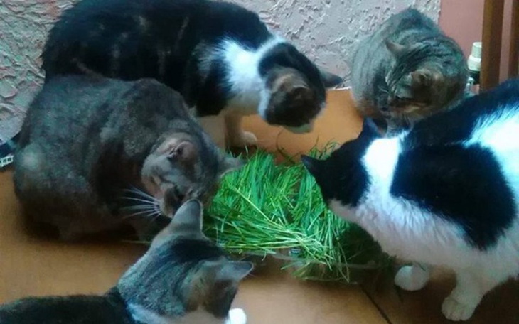Grupa kotów je trawę, widać ich zainteresowanie.