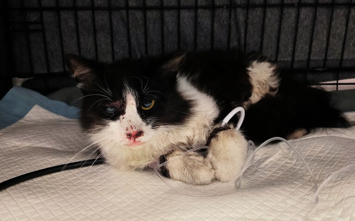 Zbiórka Uratuj Kania, kocurka z wypadku - zdjęcie główne