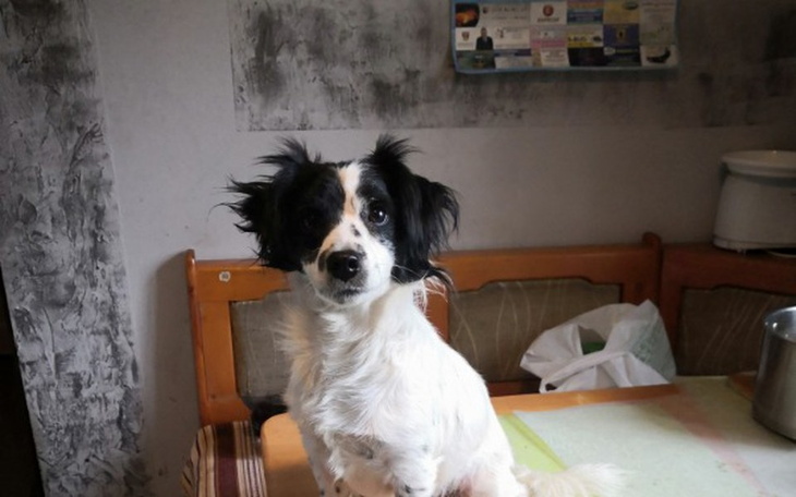 Zbiórka Na wizyte u weterynarza - zdjęcie główne