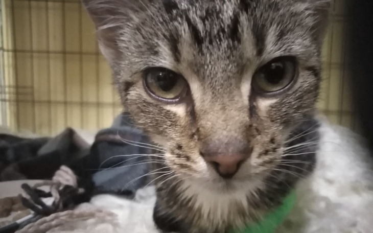 Zbiórka Paula i Złotko - zdjęcie główne