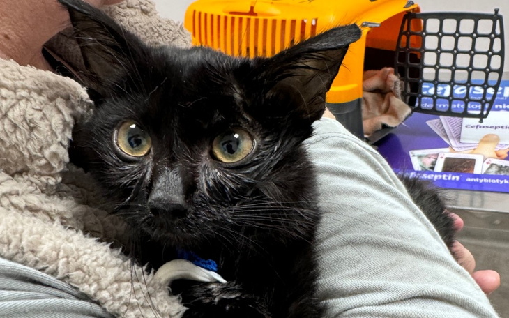 Zbiórka Szczerbatek walczy z FIP SOS - zdjęcie główne