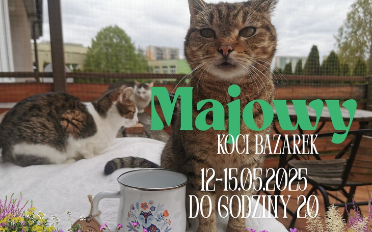 Kot na tarasie z napisem o bazarku kocim.