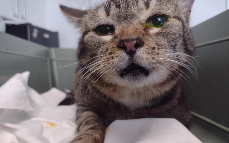 Zbiórka Tomokomputer dla Maszy - zdjęcie główne