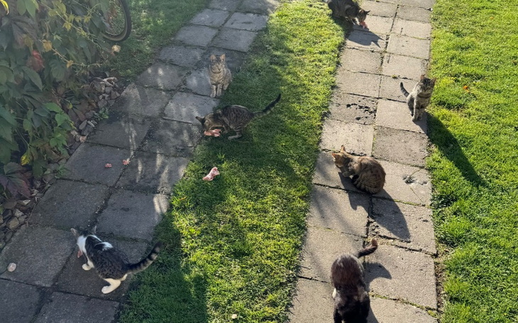 Grupa kotów bawiących się na trawniku.