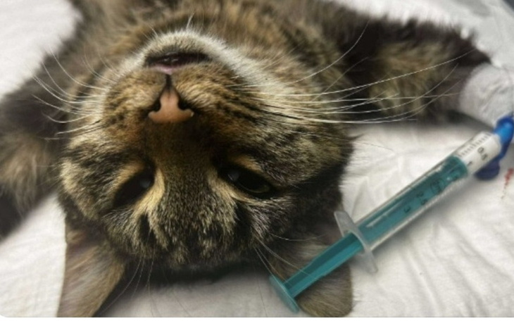 Kot leżący na plecach z igłą w łapie.