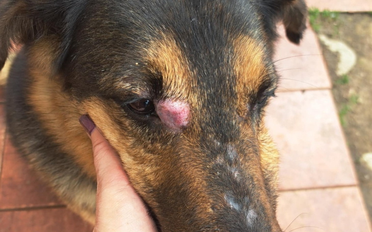 Pies z opuchlizną na czole, potrzebujący opieki weterynaryjnej.