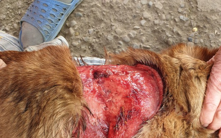 Zbiórka Wygrał z wilkiem, z życiem nie ! - zdjęcie główne