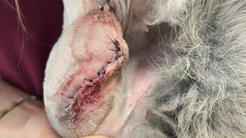 Zbiórka Intensywna terapia w Uszatej - miniaturka zdjęcia