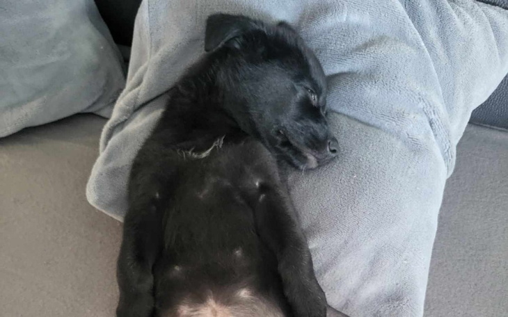 Zbiórka Uratujmy Życie Bobiego - zdjęcie główne