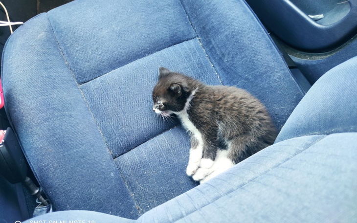 Zbiórka Kocie dziecko walczy o życie - zdjęcie główne