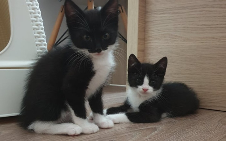 Zbiórka Kocie dzieci 2019 - zdjęcie główne