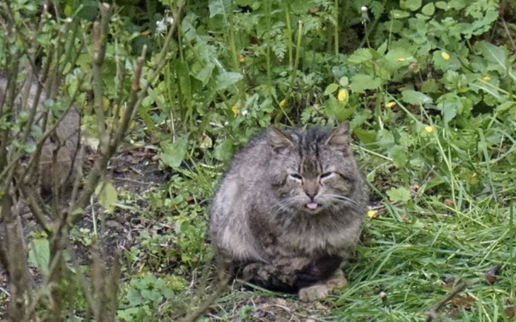 Kot siedzący wśród zieleni, wystawiający język.