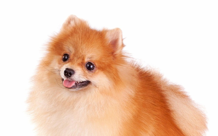 Zbiórka zbieram na pieska wymarzonego - zdjęcie główne