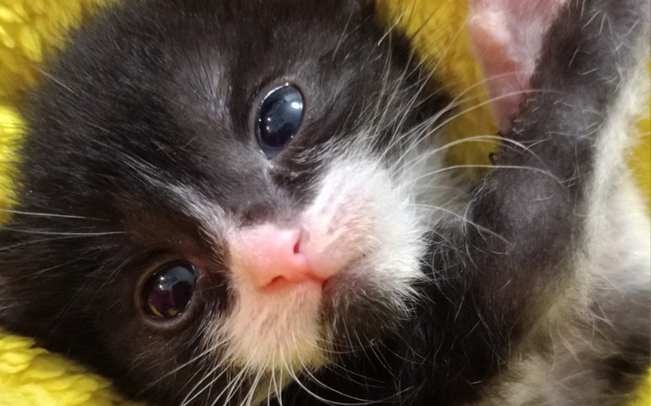 Kociak z czarnym futrem patrzący w obiektyw.