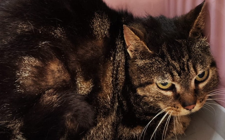 Zbiórka Pamela - zdjęcie główne