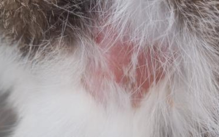 Zbiórka Kotek podtrzebóje pomocy - zdjęcie główne