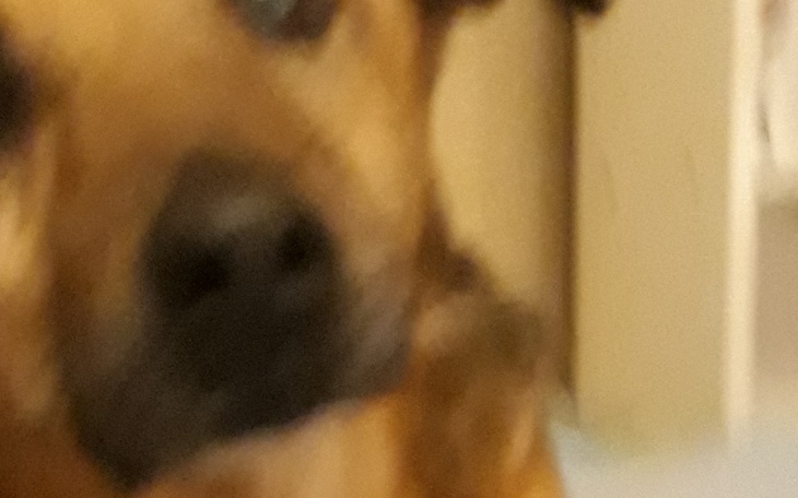 Zbiórka Rehabilitacja mojego pieska - zdjęcie główne